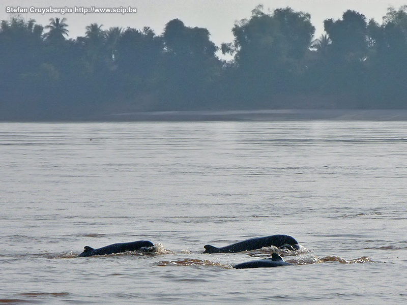 Irrawaddy dolfijn.jpg